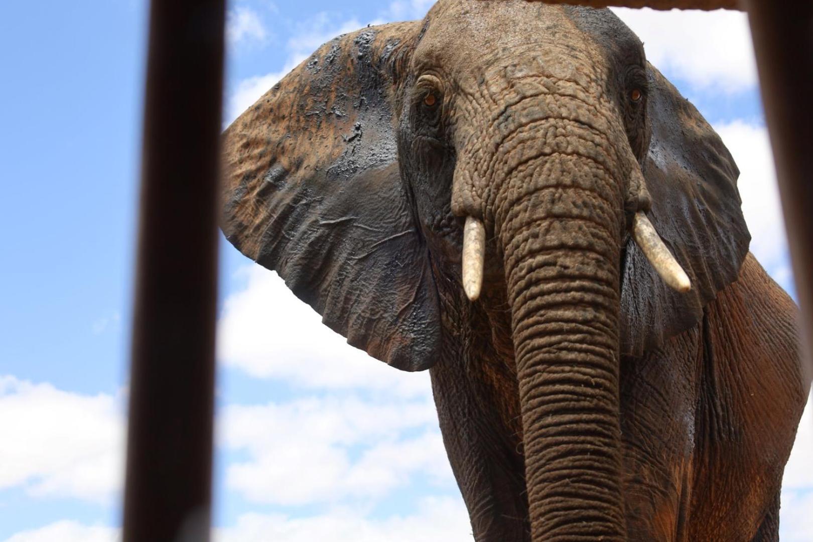 Salt Lick Safari Lodge Tsavo Exterior foto