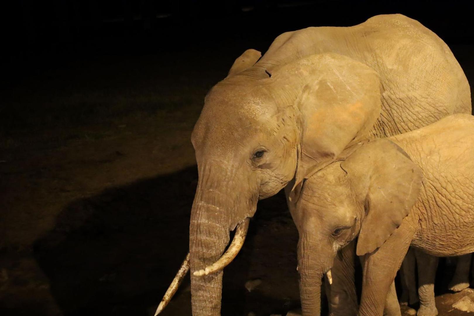 Salt Lick Safari Lodge Tsavo Exterior foto